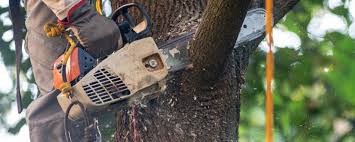Best Pest Control for Lawns  in Clarion, PA