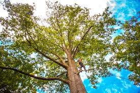 Best Tree Disease Treatment  in Clarion, PA