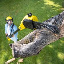 Best Tree Maintenance Programs  in Clarion, PA