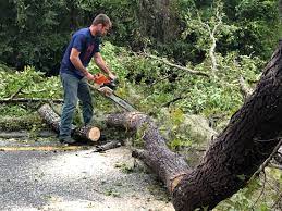 Best Fruit Tree Pruning  in Clarion, PA