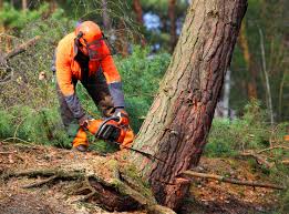 Best Lot and Land Clearing  in Clarion, PA