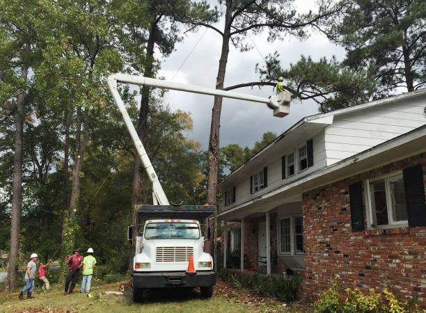 How Our Tree Care Process Works  in  Clarion, PA