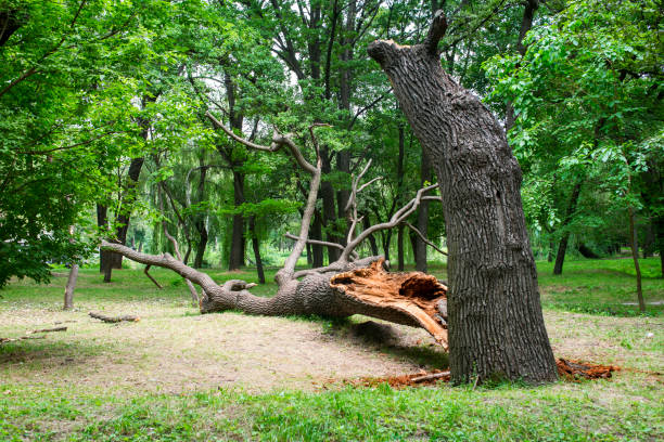 Best Storm Damage Tree Cleanup  in Clarion, PA