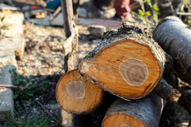 Best Tree Health Inspection  in Clarion, PA