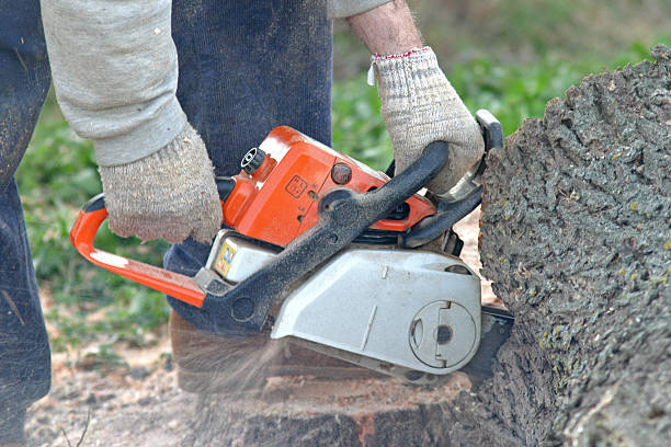 Lawn Pest Prevention in Clarion, PA