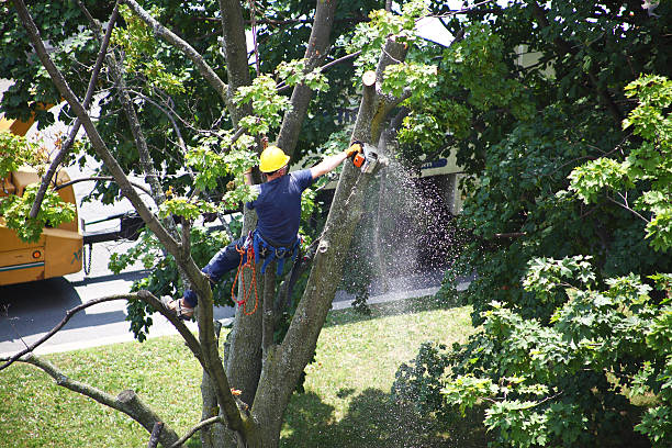 How Our Tree Care Process Works  in  Clarion, PA