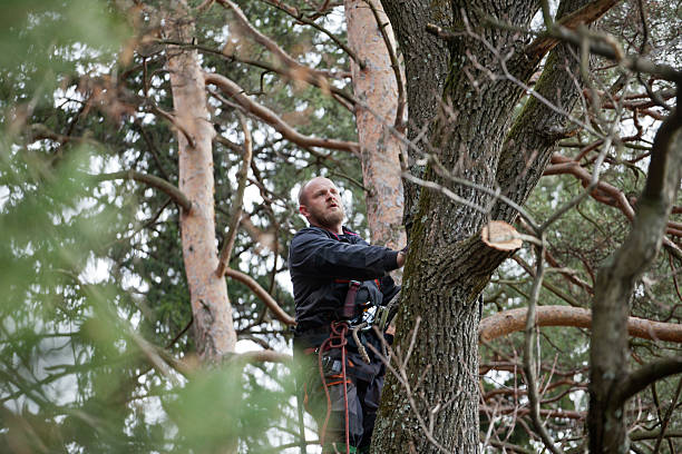 Reliable Clarion, PA Tree Care Solutions